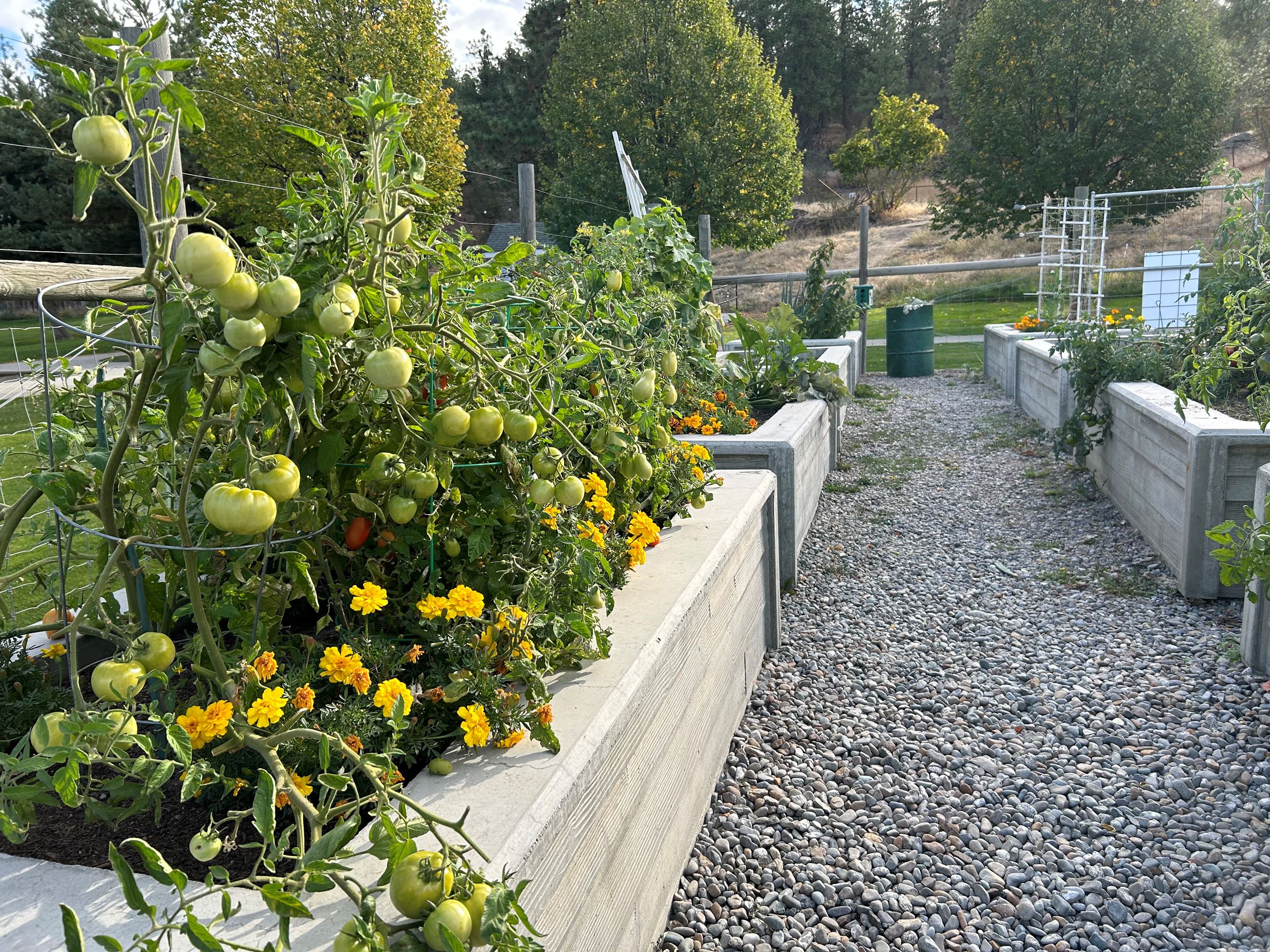 Image of plants in Rocky Hill Community Garden