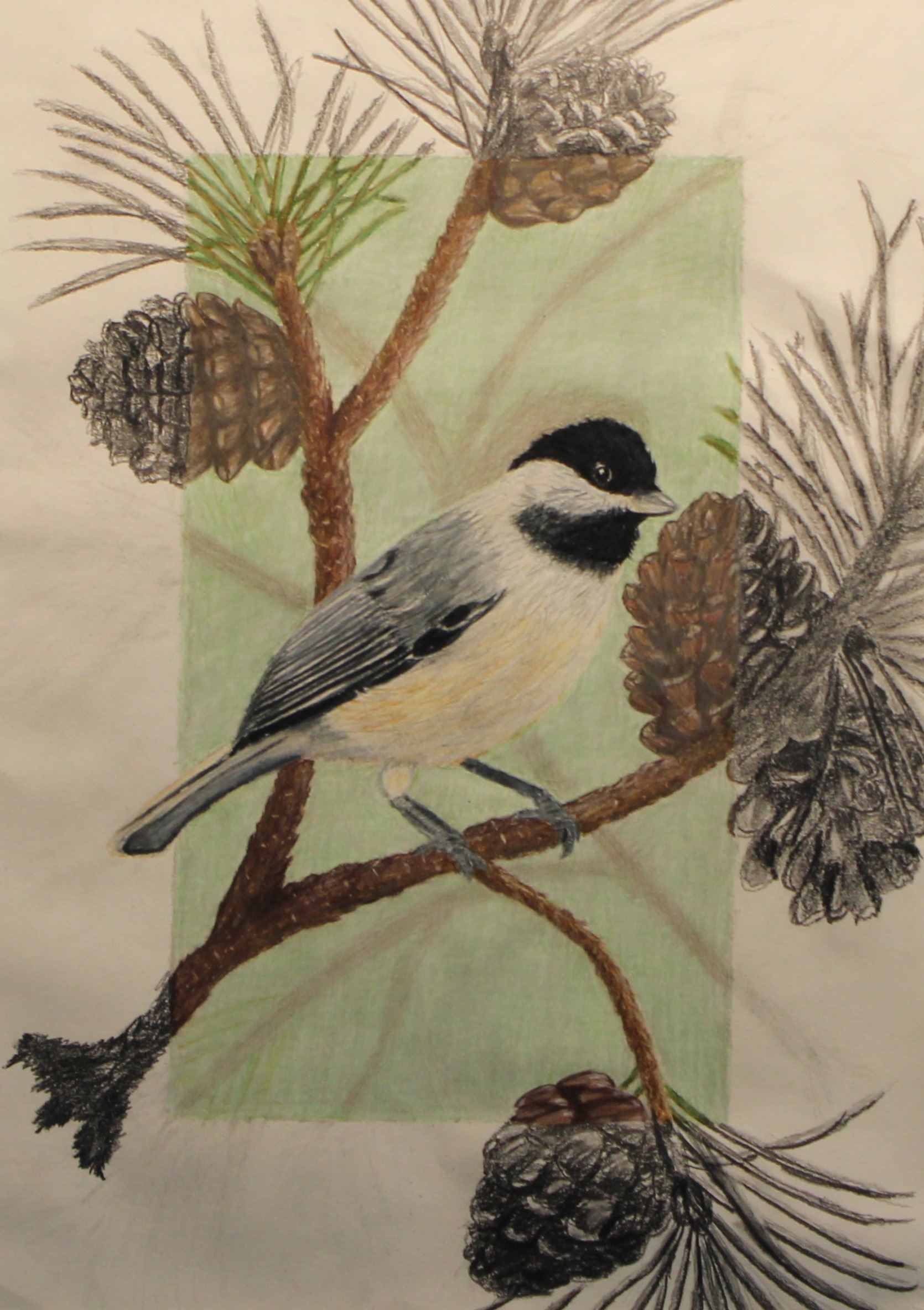 Black - Capped Chickadee - Eric Malyshevskiy